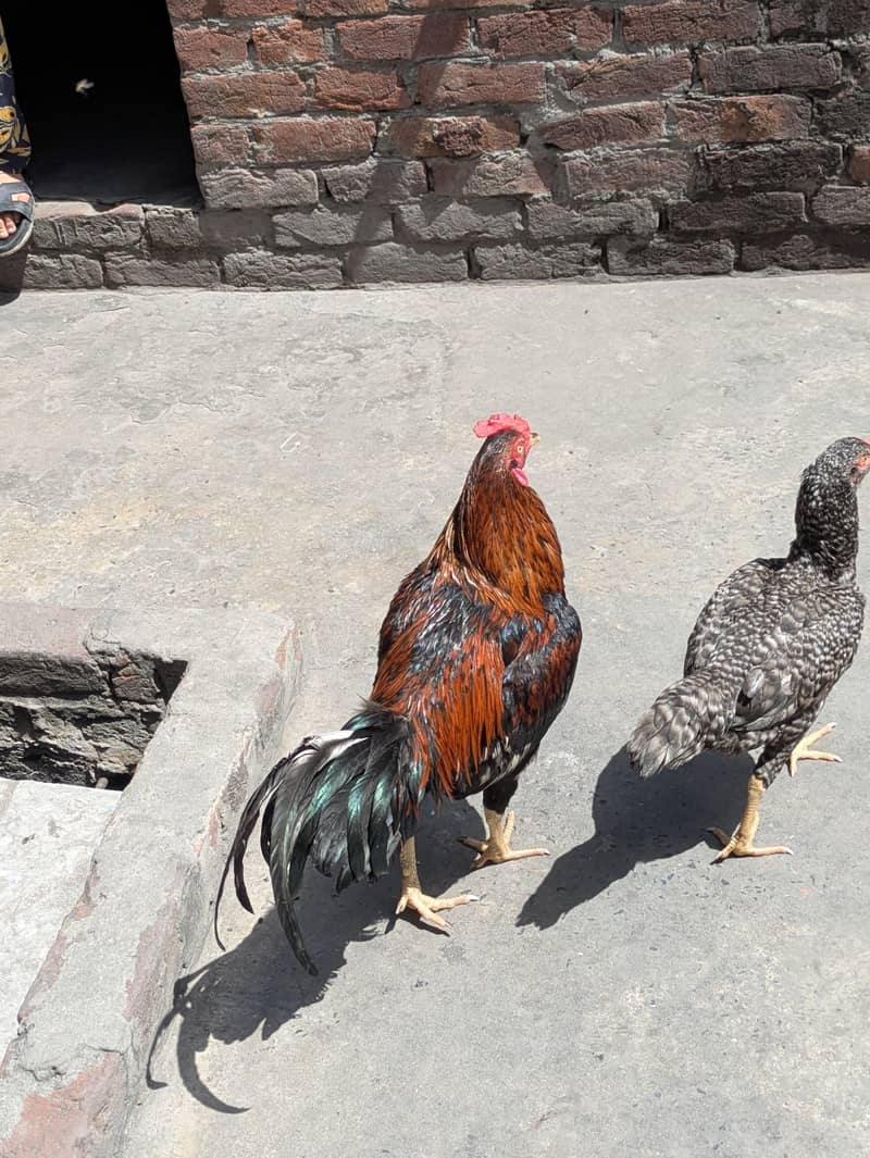 ایک مرغا اور ایک مرغی دونوں سیل ہیں 5