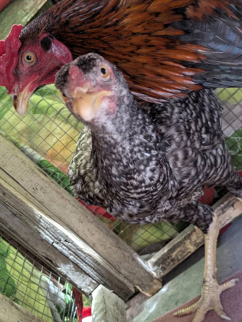 ایک مرغا اور ایک مرغی دونوں سیل ہیں 6