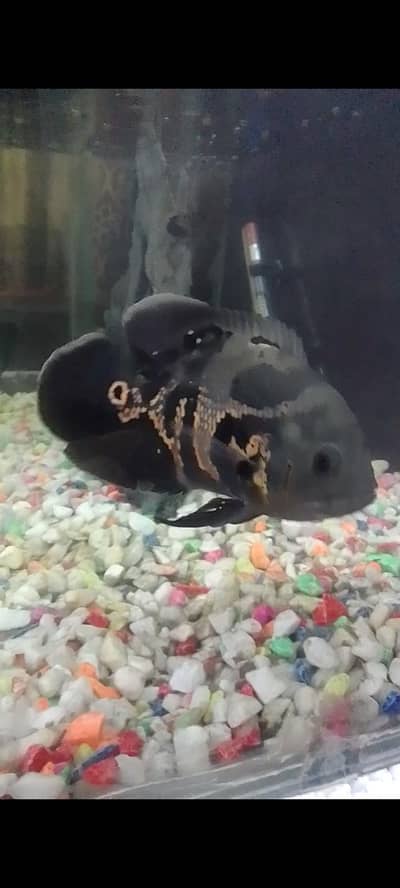 Oscar fish available for sale