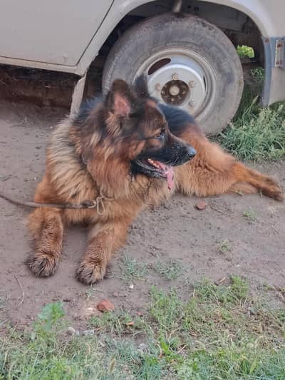 German Shepherd Male Dog Available For Stud