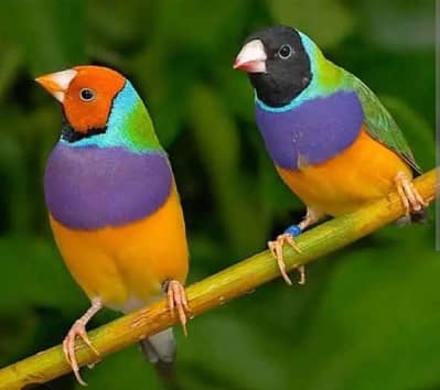 common gouldian