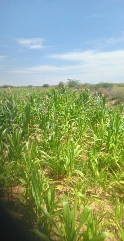 ڈھا بھیجی ابرہیم گھوٹھ ۔  مکئ کا ہرا چارہ برائے فروخت