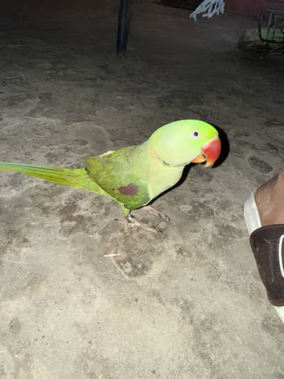 Kashmiri raw for sale male