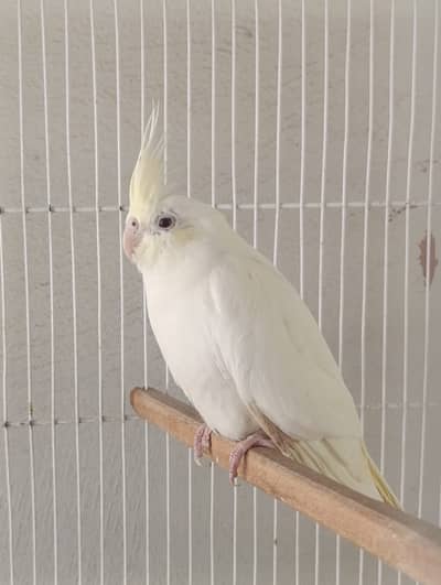 3 Pairs Cocktail Available - 1 Cream face female & 1 fellow female