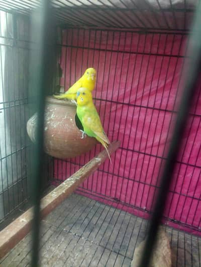 spangle red eyes budgies