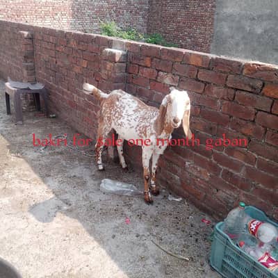 bakra
