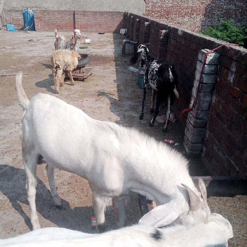 bakra 4