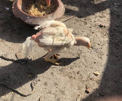 Blue eyes Heera Aseel chick