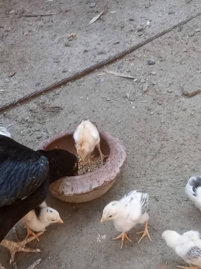 Aseel Female with Chicks