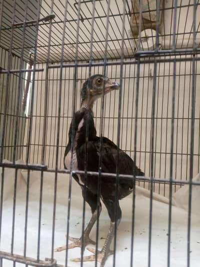 Aseel Thai Male Black 2.5Month Age Good Quality