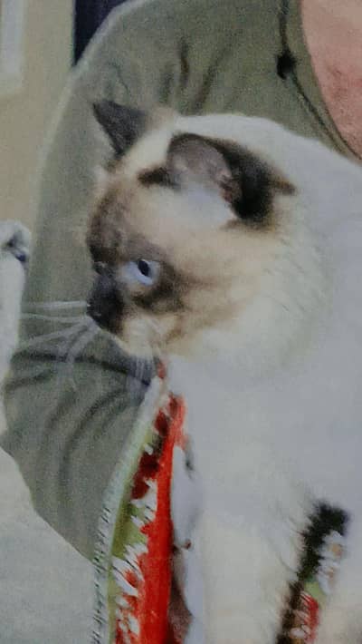 for sale friendly cat