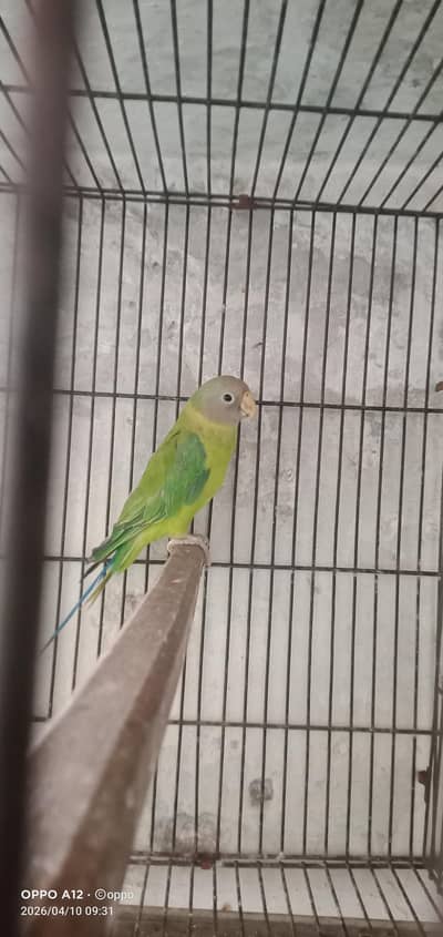 plum head parrot  Pair /female handtem