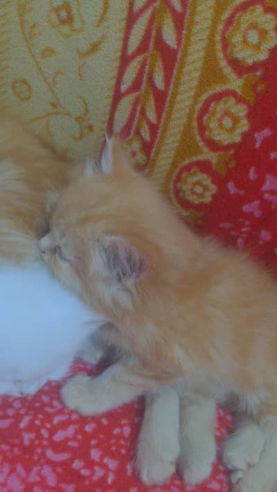 Persian cat for sale big hair