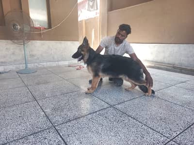 GSD female - Pedigree Black n tan Long coat.