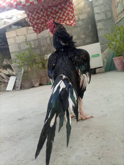 Pure Aseel lasani male old bloodline Available for sale