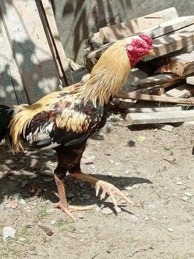for sale