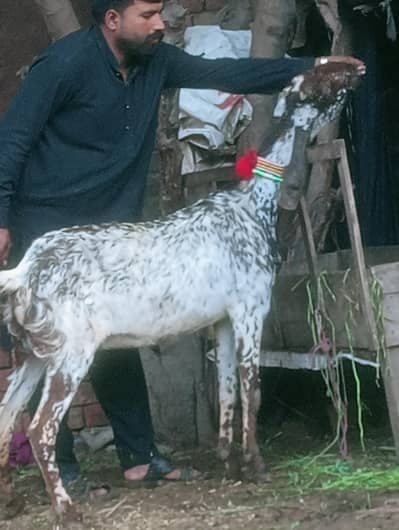 Makhi chini Phat Sale Confram 100% gaban