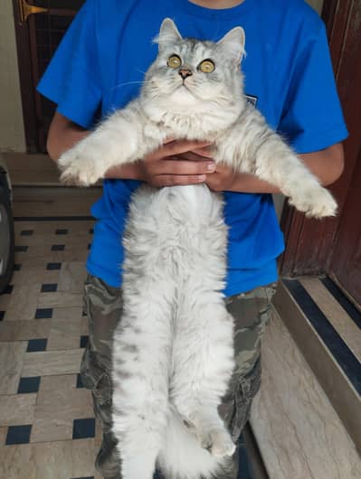 Smoke Gray Persian Female cat  for sale