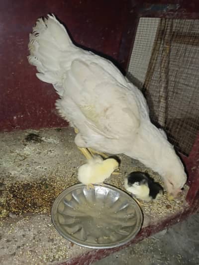 Heera aseel paper white murgi for sell