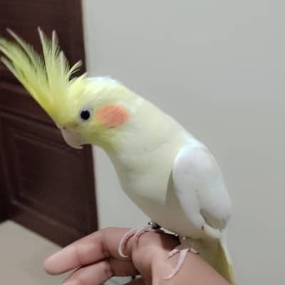 Pais of cockatiel in affordable price