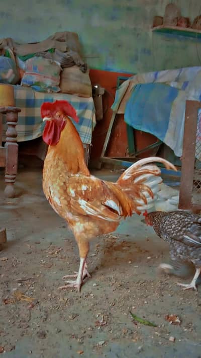 Lohman Brown Roaster For Sale (F1  Breed)