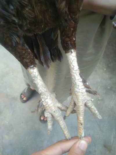 aseel female murgi old blood line high quality