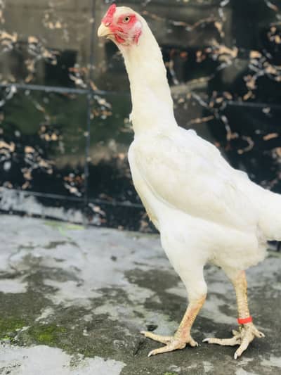 Attractive white Female Shamo