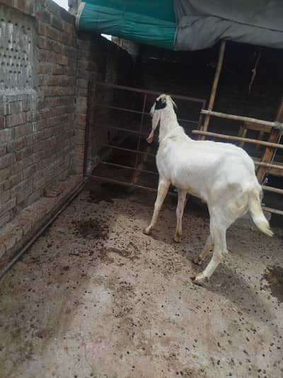 Bakra beautiful Qurbani+breeder