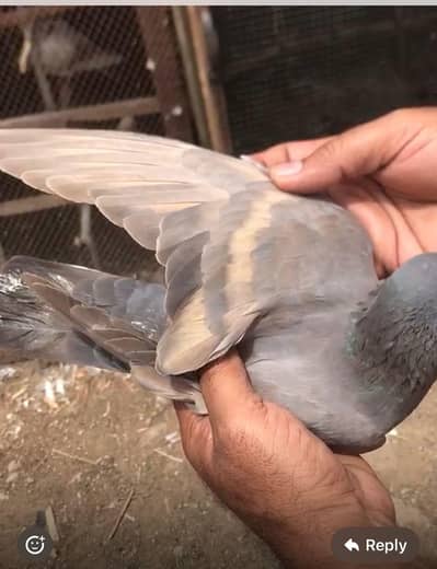 white bar lalband Female