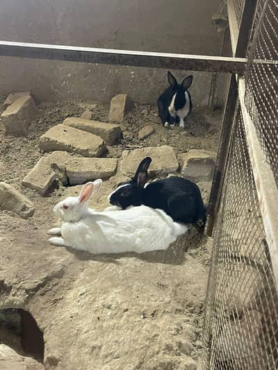aseel hens and rabbits pairs