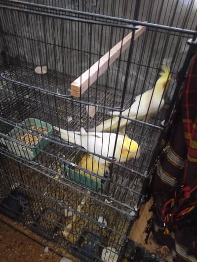 coctail pair with chicks