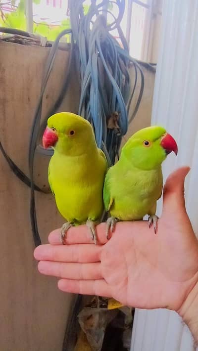 03369510495 Green ringneck parrot handtame