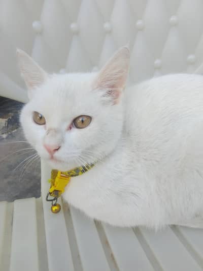 British short hair cat