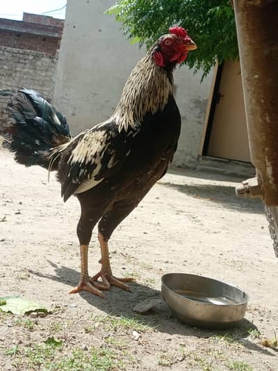 for sale