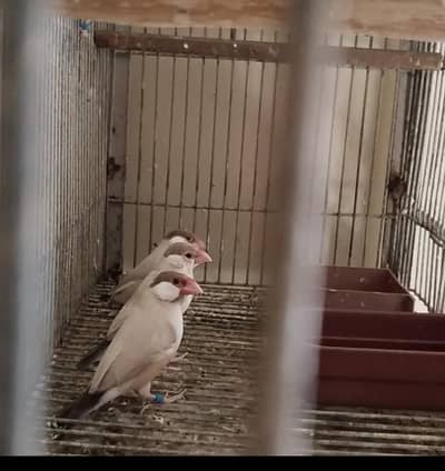 fawn java ready to 1st  breed pair and 2 extra females for 1st breed