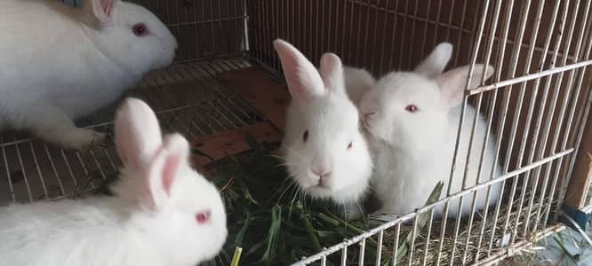 Pair of Newzealand white Bunnies (5Kg Bread)