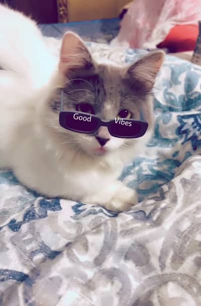 Persian male cat for sale