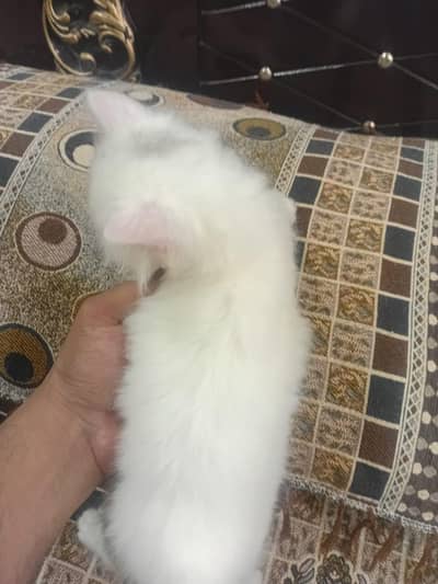Double coat Persian kitten
