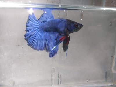 full moon Betta fish at cheap price