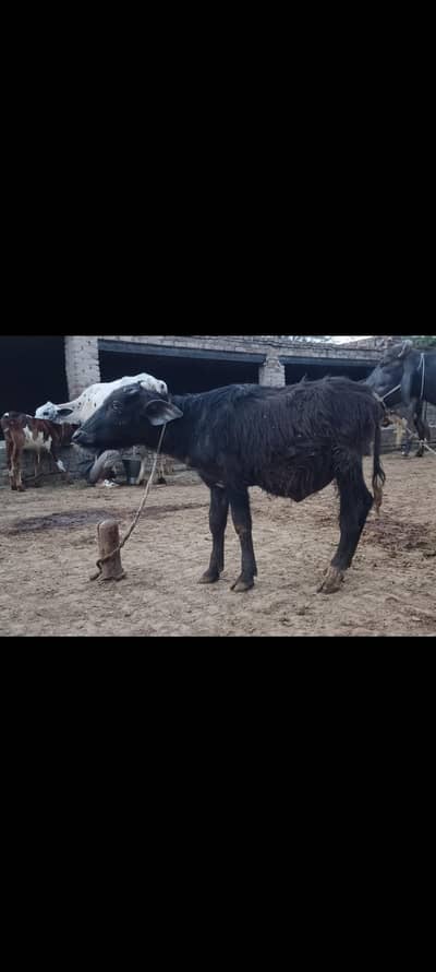 pure neeli Ravi kati