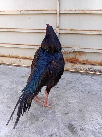 patha for sale/exchange