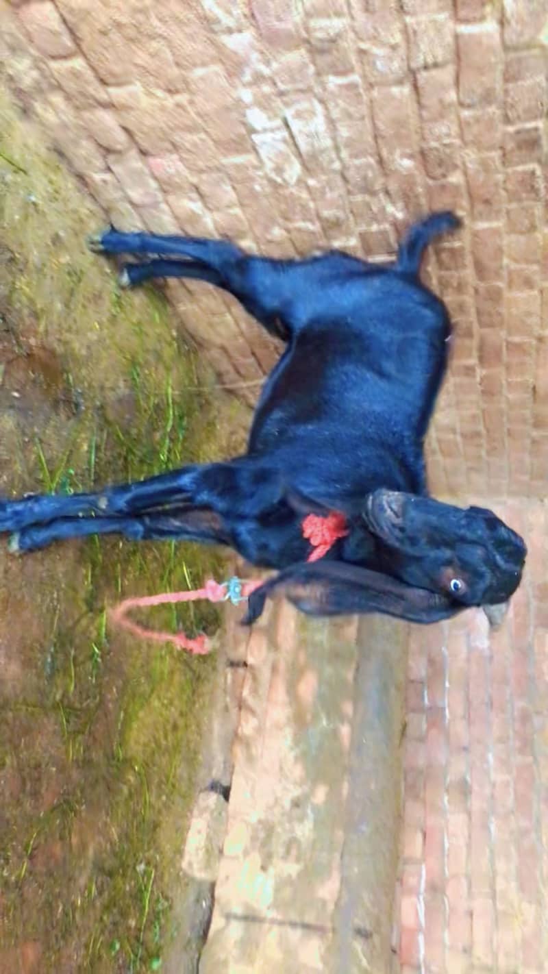 Bakra 3