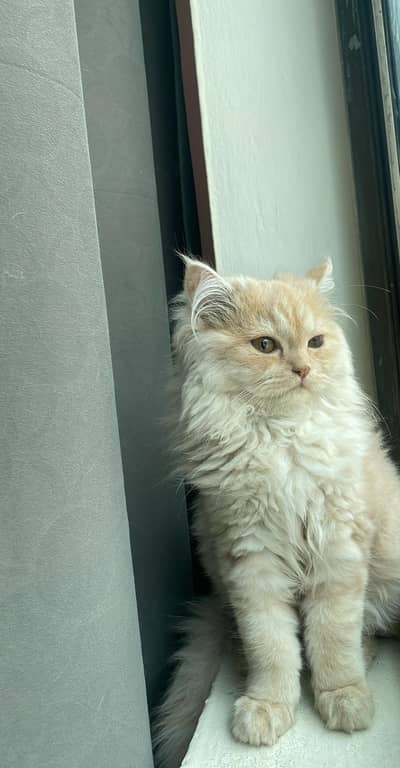 Persian triple coat kitten