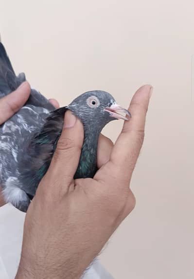 Zeere Madi sale or exchange