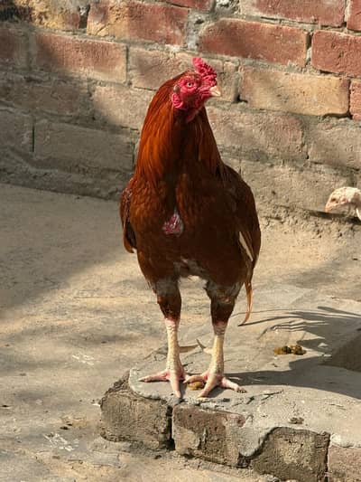 Ghar Ke Palay Huay Desi Murghay Murgiyan Aur 3 Mah Ke Chozay For Sale