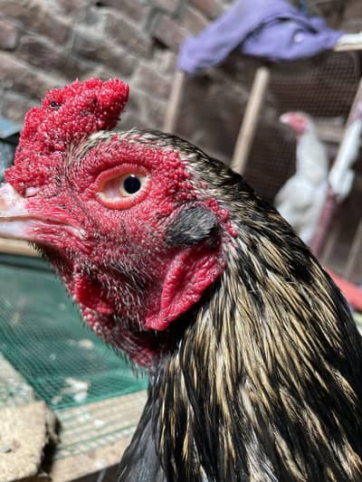 High quality sava breeder for sale