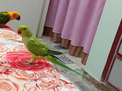 Hand Tamed Talking Male Indian Ringneck Parrot