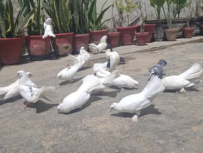 Pigeons (lakke) for sale! price is negotiable