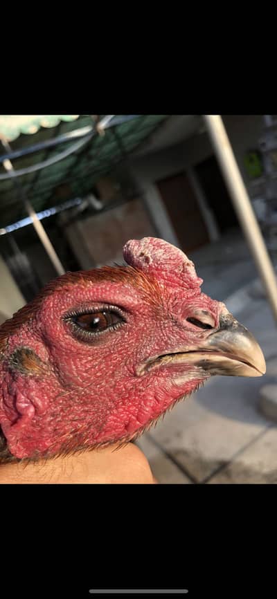 Aseel thai/ Dragon+panus male / pakoye panus female