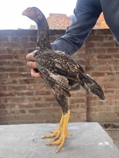 Aseel Shamu* lasani crose